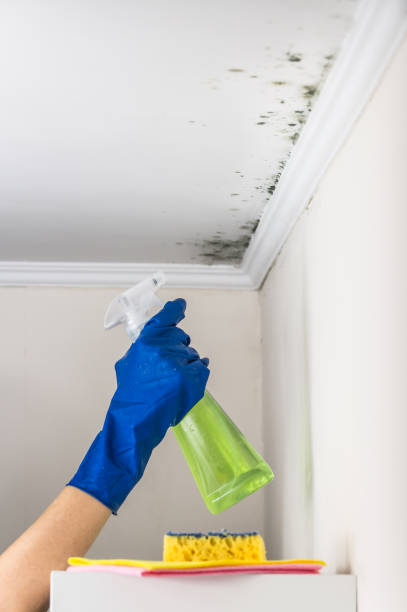 Environmental Consulting for Mold Prevention in Hickory Hills, IL